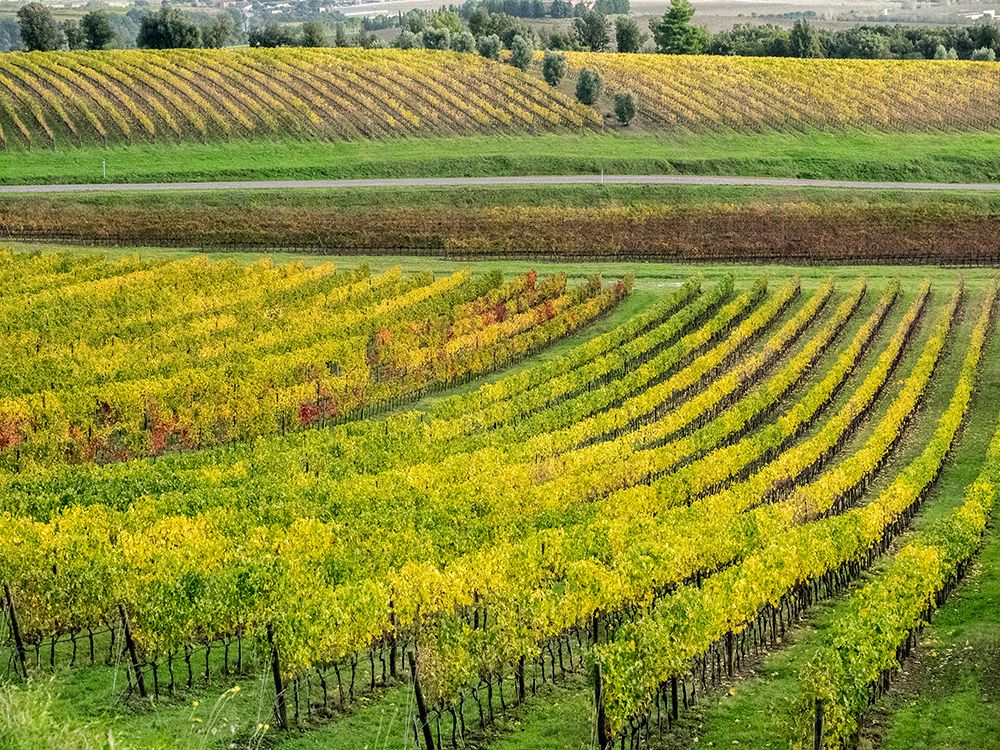 Italy-Tuscany Colorful vineyard in autumn art print by Julie Eggers for $57.95 CAD